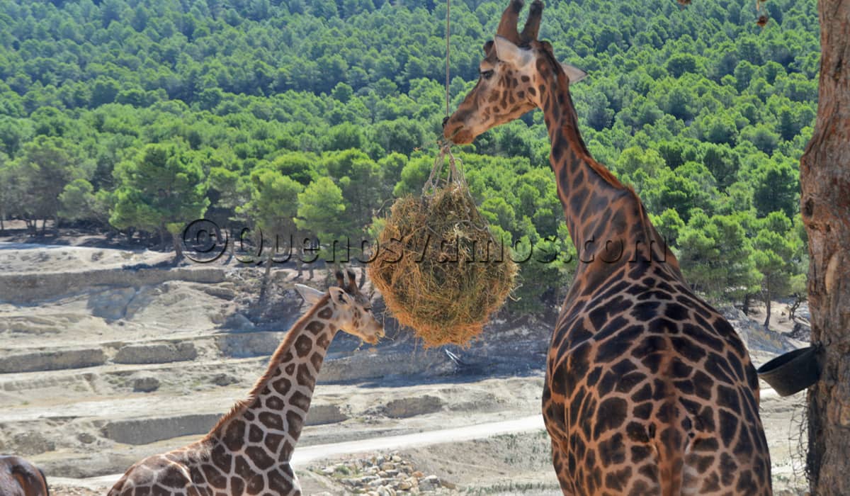 Safari Aitana fotos animales - jirafas