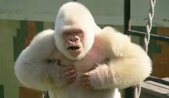 Visitar el Zoo de Barcelona