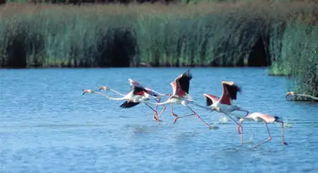 Parque Nacional y Parque Natural Doñana Parque Nacional y Parque Natural Doñana