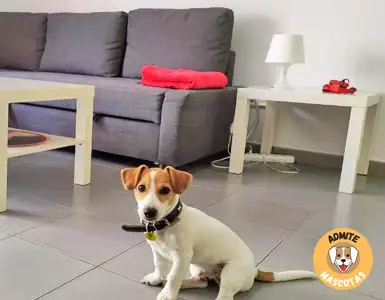 Hoteles que admiten perros Andorra